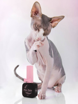 Матовий топ SPHINX